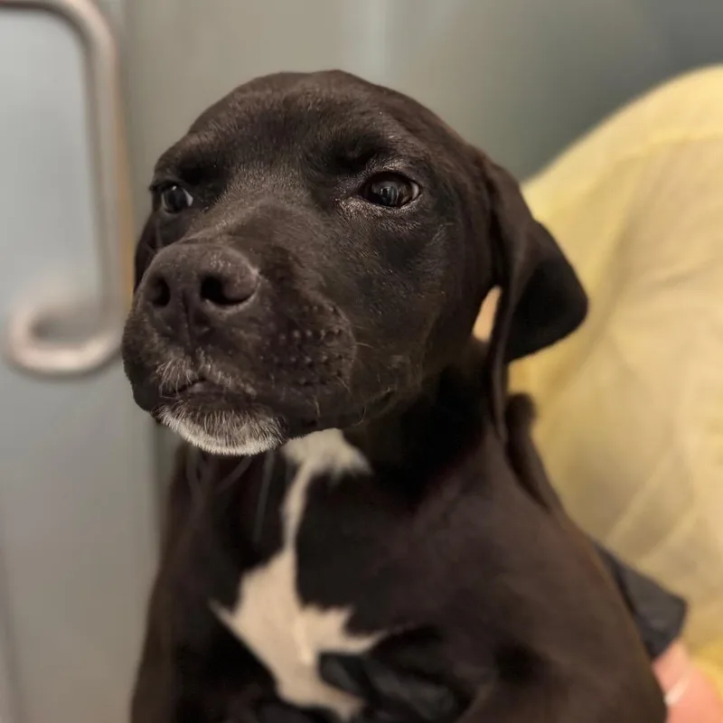 A baby medium-sized male Mixed Breed dog named Gallagher for adoption in Middletown, RI