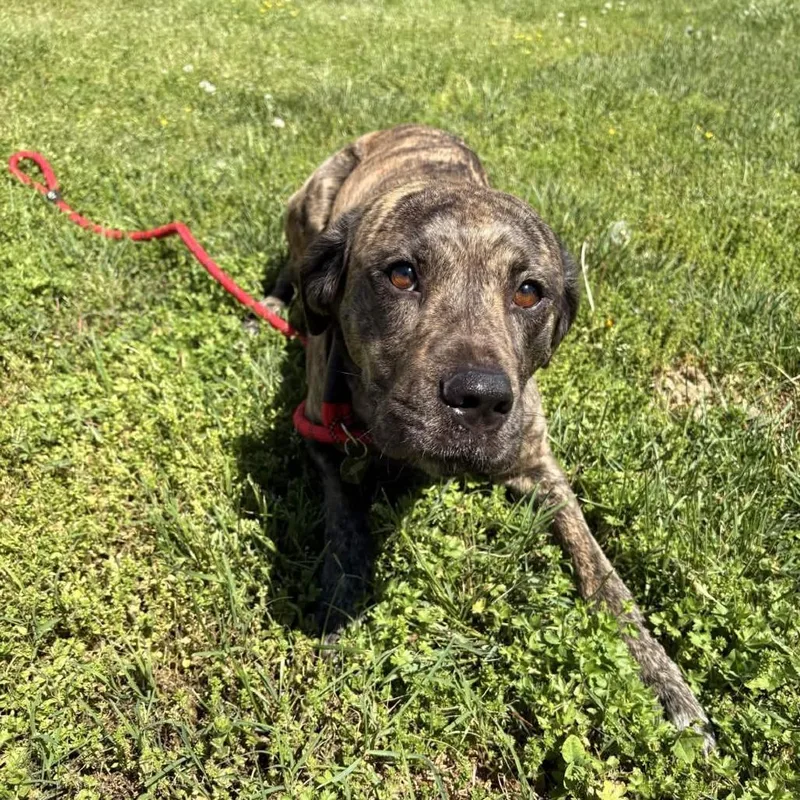 An adult medium-sized female Brown / Chocolate Hound dog named Carmen for adoption in Greenville, SC