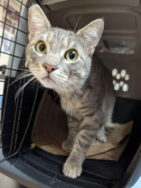 A young small-sized male Domestic Short Hair cat named The Boy Upstairs for adoption in Sherwood, OR