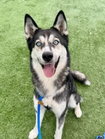 An adult medium-sized female Siberian Husky dog named Sierra for adoption in Chatsworth, CA