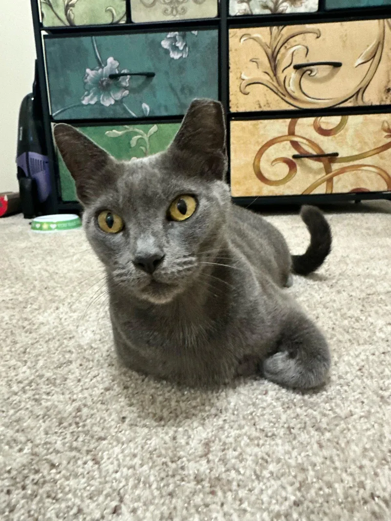 An adult medium-sized female Gray / Blue / Silver Domestic Short Hair cat named Meredith Grey for adoption in Tampa, FL