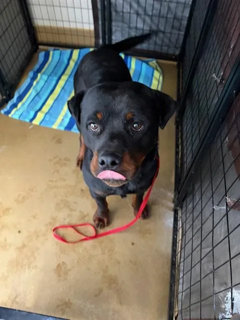 An adult large-sized male Rottweiler dog named Nathan for adoption in Riverside, CA