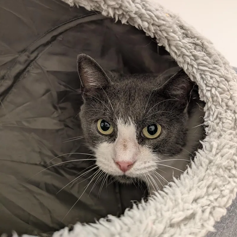 An adult small-sized female Gray / Blue / Silver Domestic Short Hair cat named Hallow for adoption in Falls Church, VA