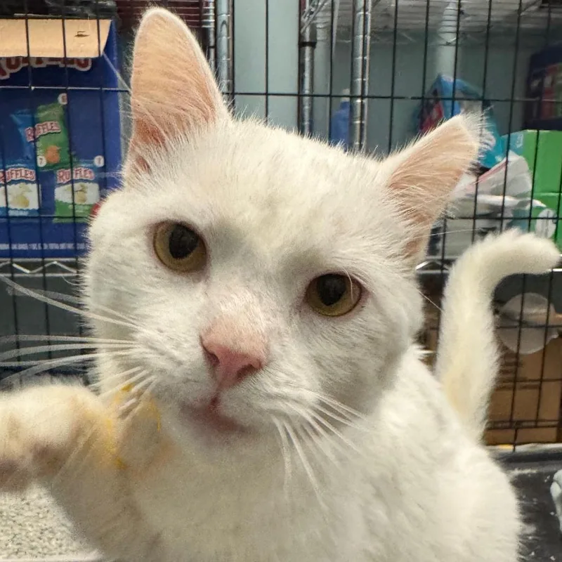 An adult small-sized male White American Shorthair cat named Yuki Mccracken for adoption in Merrifield, VA