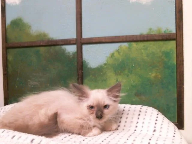 A baby small-sized male Domestic Short Hair cat named Dobby for adoption in Houston, TX