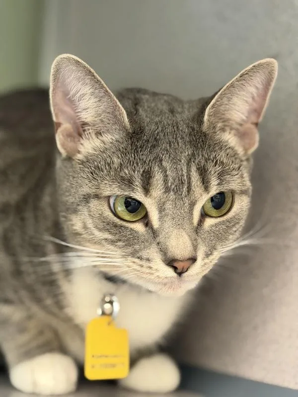 An adult medium-sized female Domestic Short Hair cat named Luna for adoption in Stratham, NH