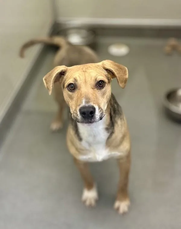 A young medium-sized female Pit Bull Terrier dog named Sarah for adoption in Victorville, CA