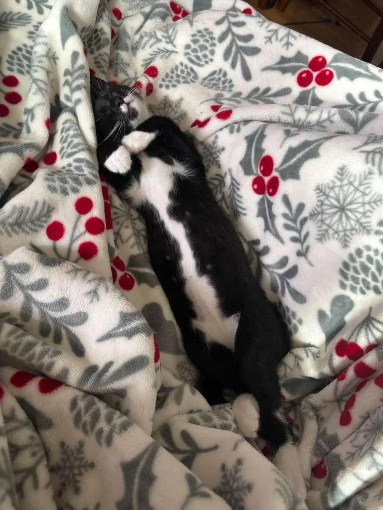 A baby medium-sized female Black & White / Tuxedo Domestic Short Hair cat named Alice for adoption in miami, FL