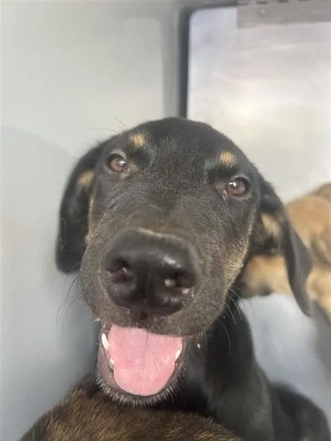 A baby medium-sized male German Shepherd Dog dog named A for adoption in Houston, TX