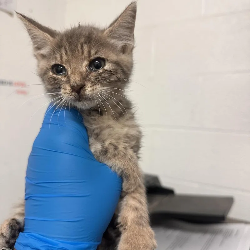A baby small-sized female Gray / Blue / Silver Domestic Short Hair cat named Ark for adoption in Leander, TX