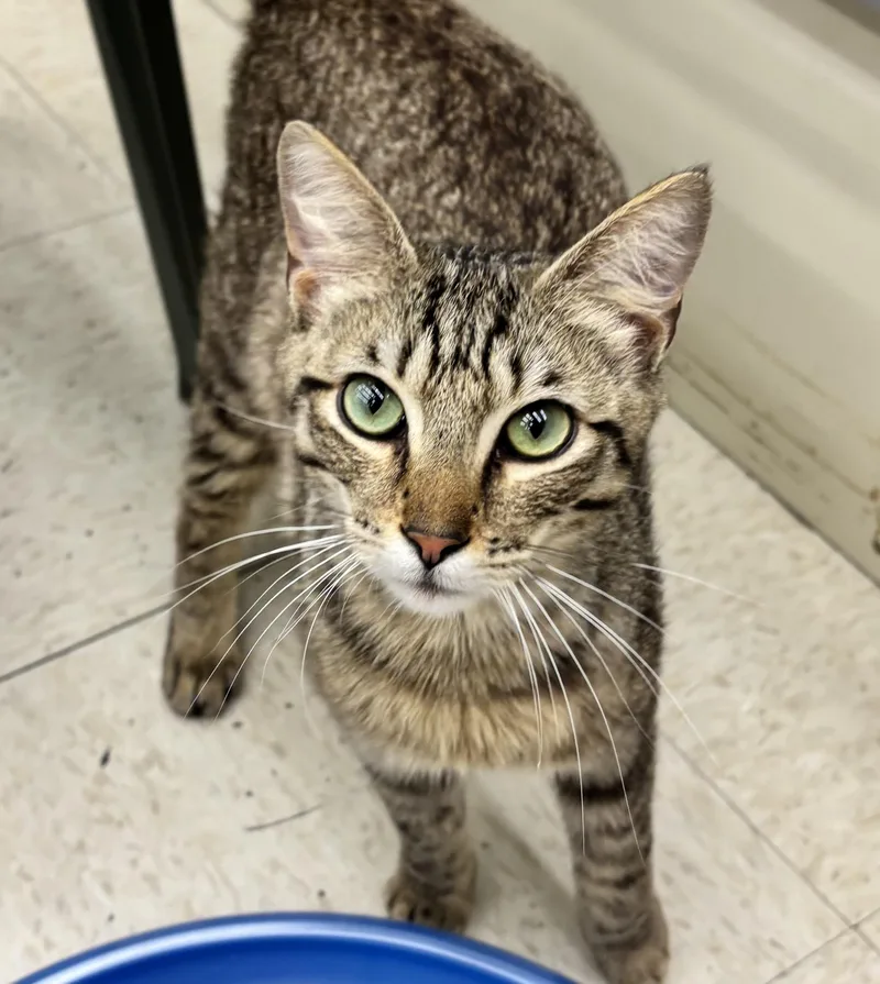 A young medium-sized male Tabby (Brown / Chocolate) Domestic Short Hair cat named Fire for adoption in Warren, OH