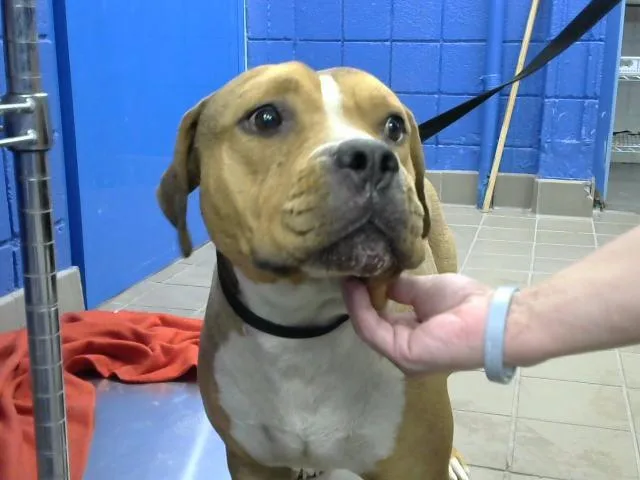 A young large-sized male Pit Bull Terrier dog named Baby Boy for adoption in Albuquerque, NM