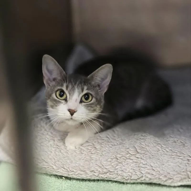 An adult medium-sized female White Domestic Short Hair cat named May for adoption in Orange, VA