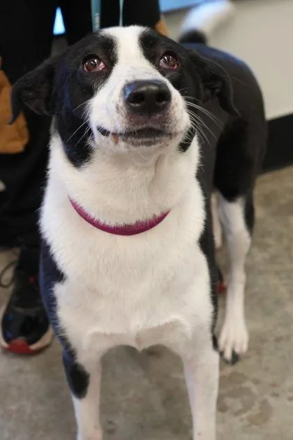 An adult large-sized female Border Collie dog named Lily for adoption in Bowling Green, KY