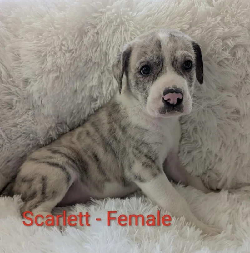 A baby large-sized female Great Pyrenees dog named Scarlett for adoption in Cheektowaga, NY