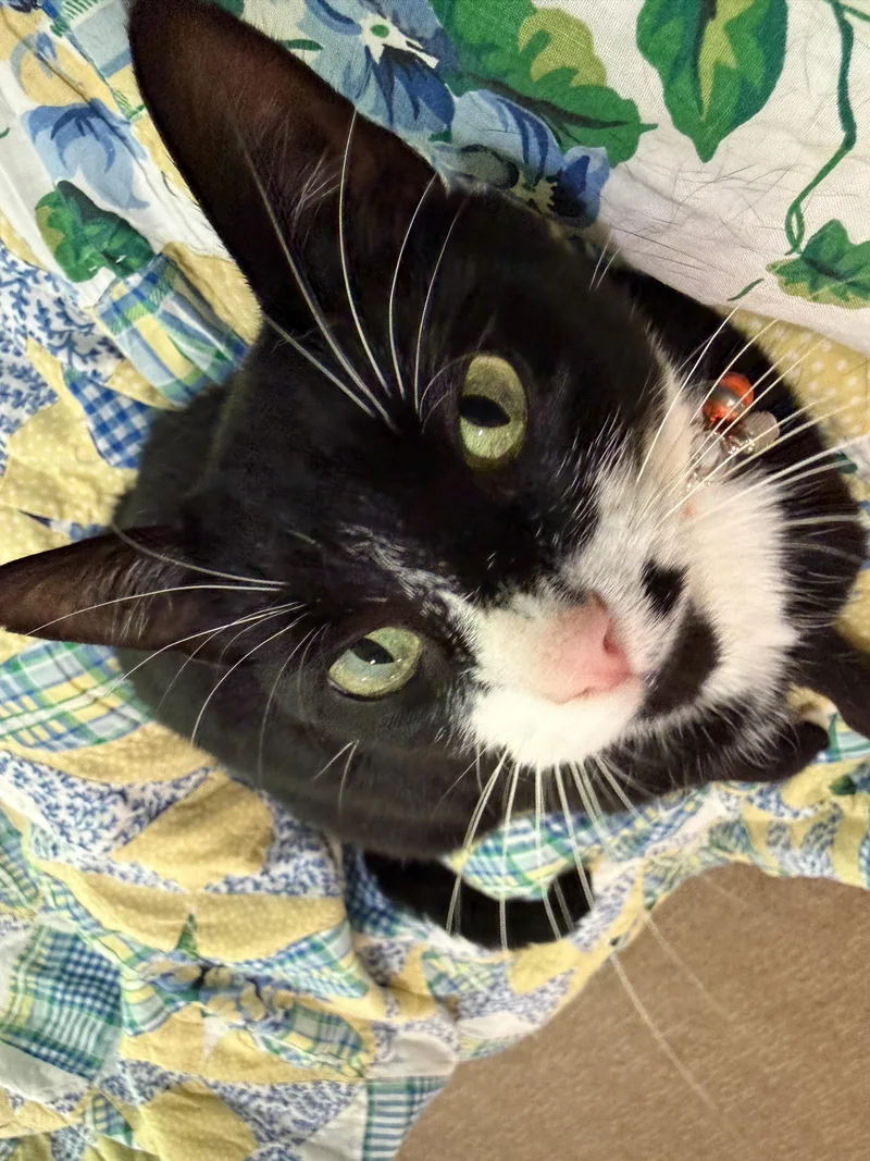 A young medium-sized female Black & White / Tuxedo Domestic Short Hair cat named Lorettalooking For A Snuggle for adoption in Bristow, VA