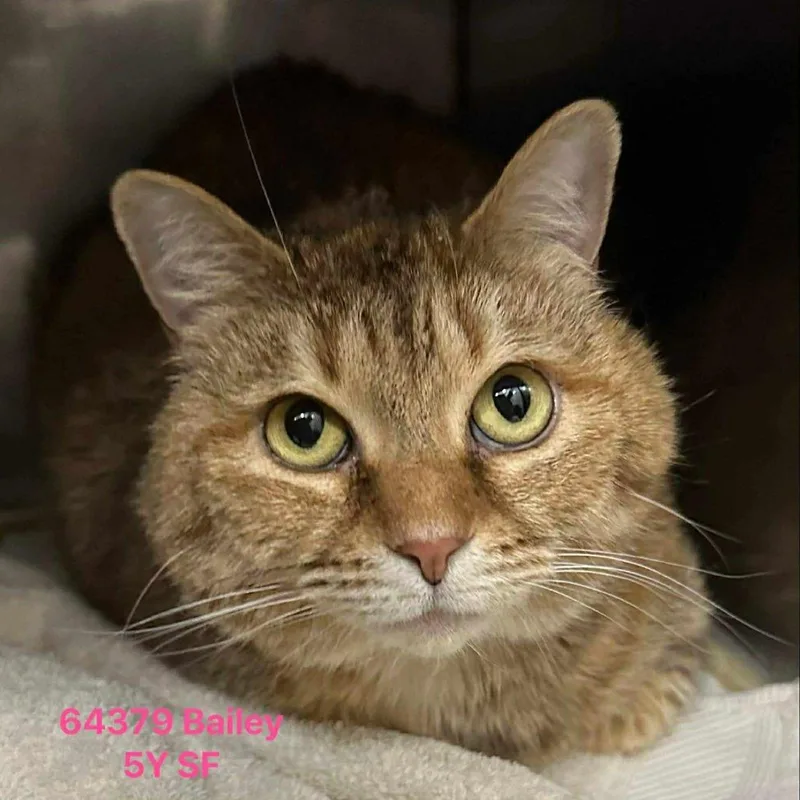 An adult large-sized female White Domestic Short Hair cat named Bailey for adoption in Chantilly, VA