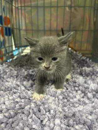 A baby medium-sized female Domestic Short Hair cat named Faith for adoption in Gainesville, FL