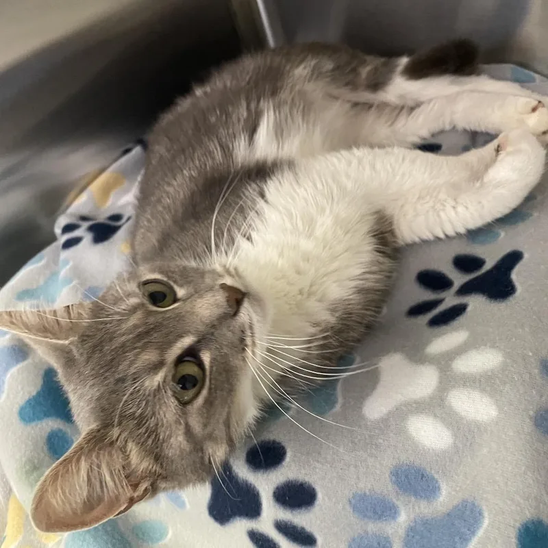 A young medium-sized female Domestic Medium Hair cat named Birdie for adoption in Knoxville, TN
