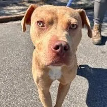 An adult medium-sized male Yellow / Tan / Blond / Fawn Pit Bull Terrier dog named Mike for adoption in Newport, NC
