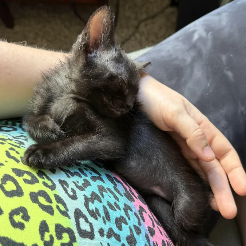A baby medium-sized female Black Domestic Short Hair cat named Mystery for adoption in Denver, CO