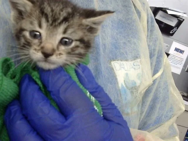 A baby medium-sized male Domestic Medium Hair cat named Han for adoption in Dallas, TX