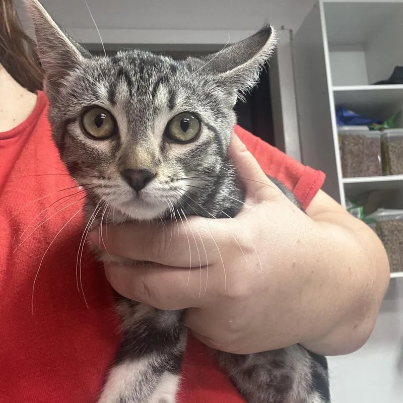 A baby small-sized female Gray / Blue / Silver Domestic Short Hair cat named Fast Forward for adoption in Leander, TX
