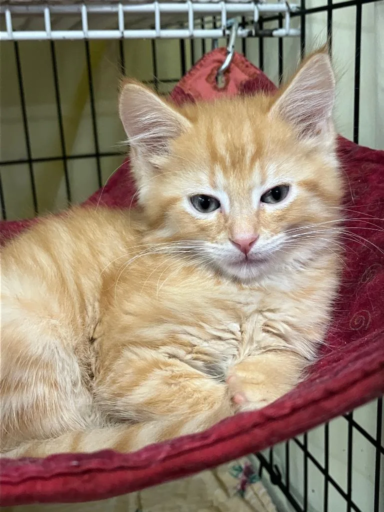 A baby small-sized male Domestic Short Hair cat named Sunny for adoption in Lunenburg, MA
