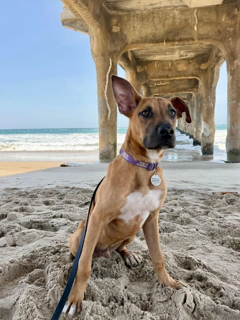 A baby medium-sized male Golden Boxer dog named Wilbur for adoption in Los Angeles, CA