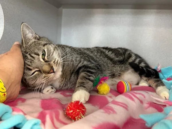 Lady Roe thumbnail 2