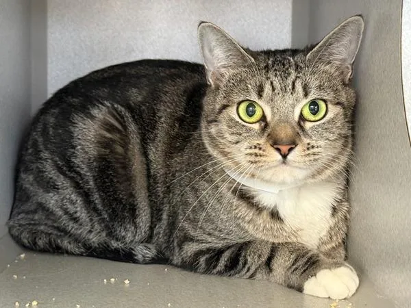 Lady Roe thumbnail 3