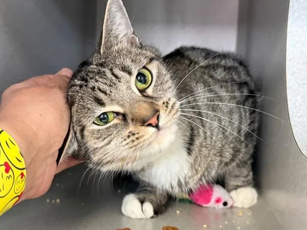 Lady Roe thumbnail 4