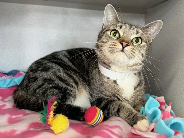 Lady Roe thumbnail 5