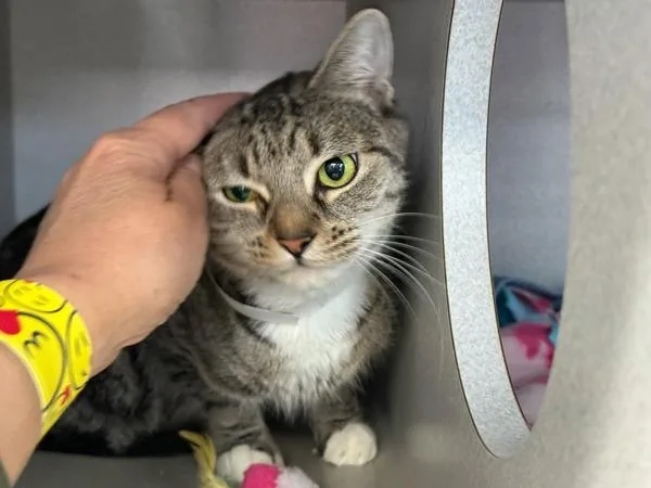 Lady Roe thumbnail 6