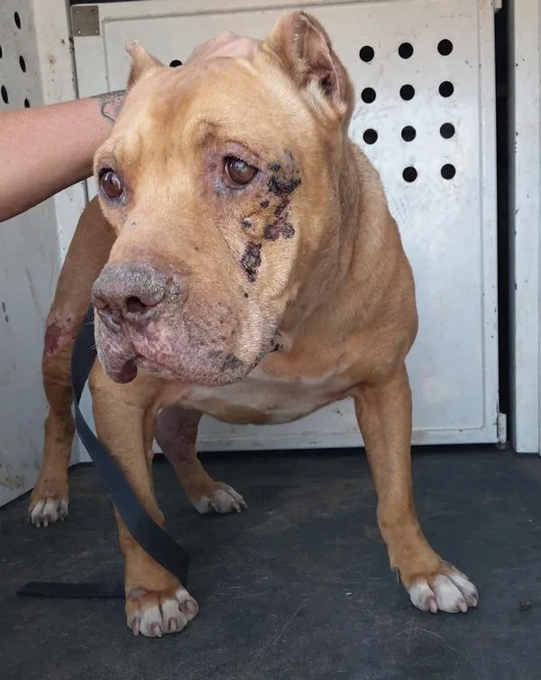 A senior large-sized male American Staffordshire Terrier dog named Rufus for adoption in Tulare, CA