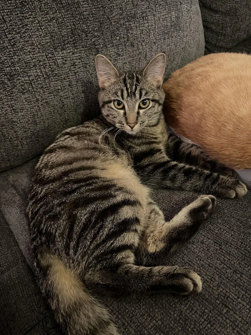 A young medium-sized male Domestic Short Hair cat named Liam for adoption in Fenton, MO