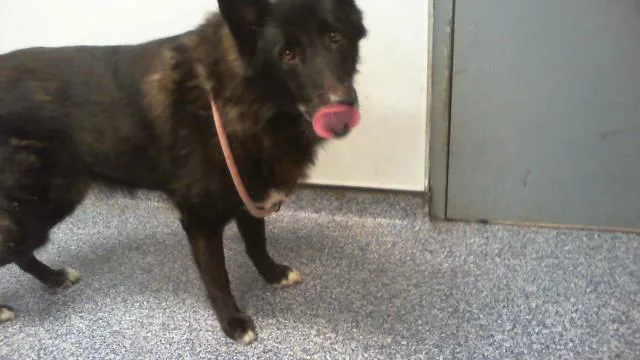 An adult large-sized male German Shepherd Dog dog named Onyx for adoption in Charlotte, NC