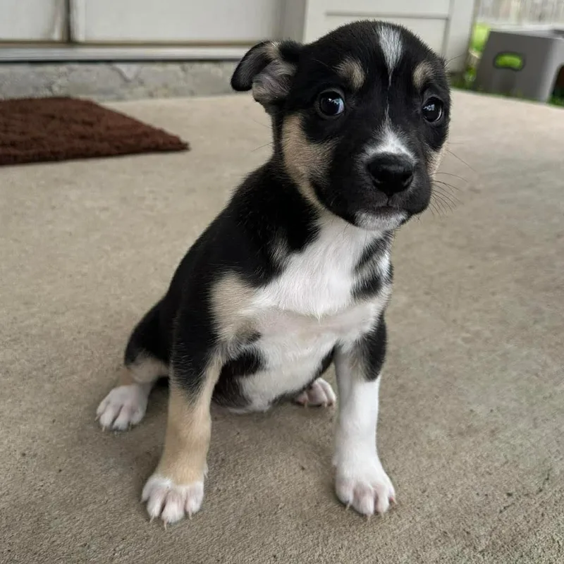 A baby medium-sized female Tricolor (Brown, Black, & White) Husky dog named Zadie for adoption in Bryan, TX