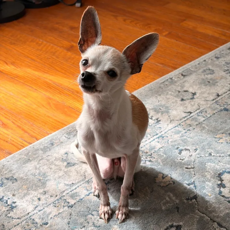 ChiChi