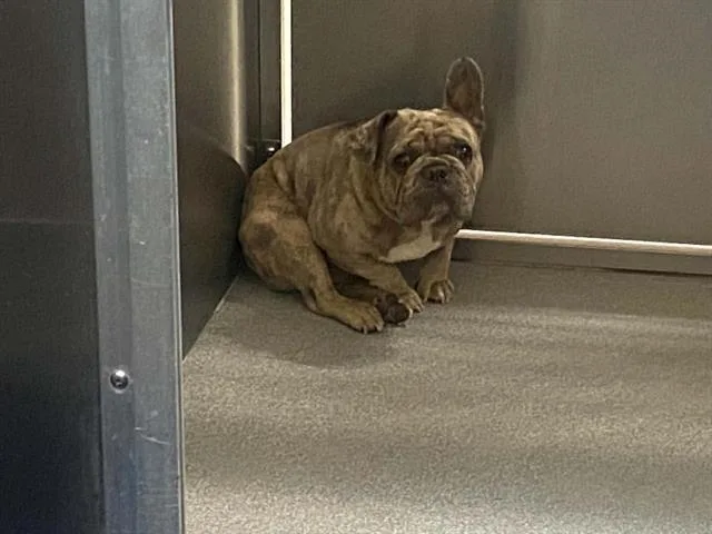 An adult small-sized male French Bulldog dog named Cash for adoption in Tustin, CA