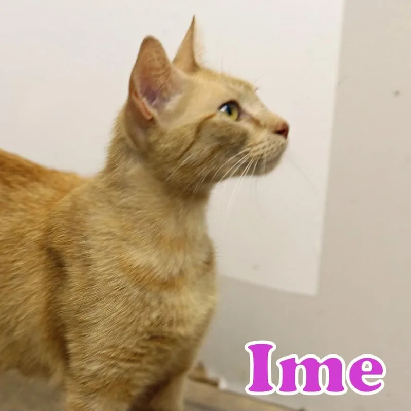 A young medium-sized female Orange / Red Domestic Short Hair cat named Ime for adoption in Houston, TX