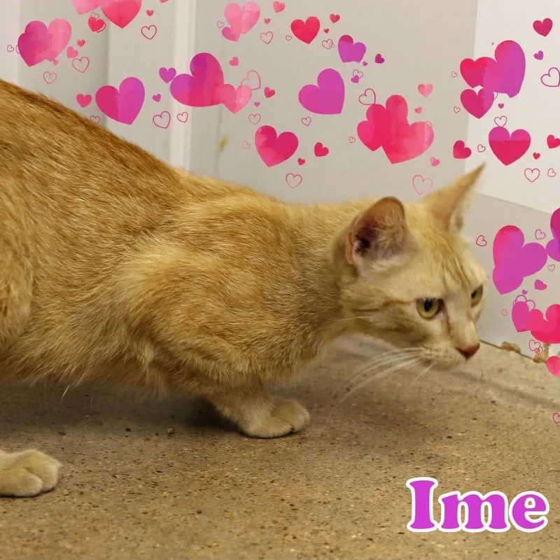 Ime thumbnail 2