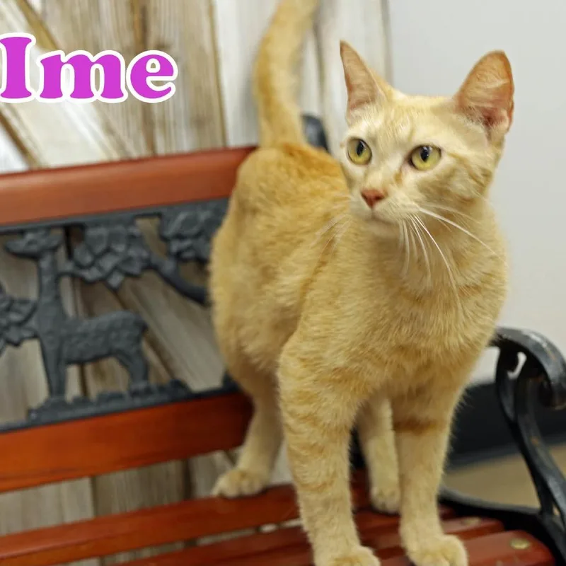 Ime thumbnail 4