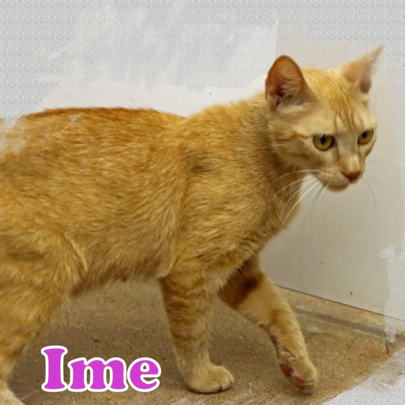 Ime thumbnail 5