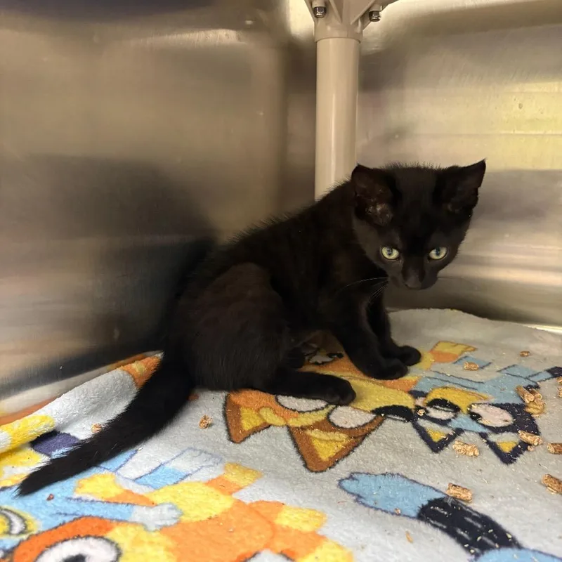 A baby small-sized female Black Domestic Short Hair cat named Stevie Nyx for adoption in Springfield, IL