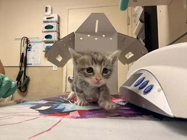 A baby small-sized female Domestic Short Hair cat named Gremlin for adoption in Riverside, CA