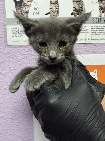 A baby small-sized female Gray / Blue / Silver Domestic Short Hair cat named 61054103 for adoption in El Paso, TX