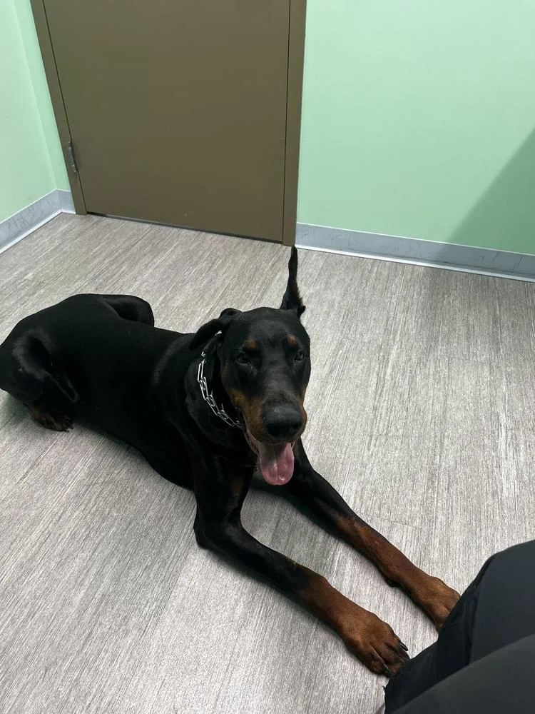 An adult large-sized male Black Doberman Pinscher dog named Merlin for adoption in Bronx, NY