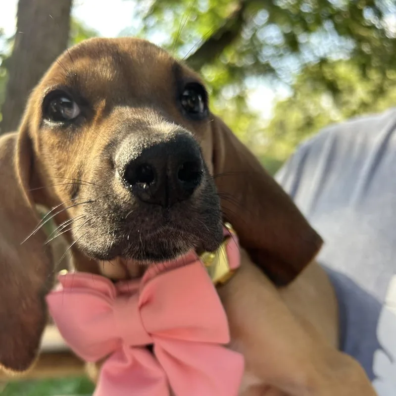 A baby medium-sized female Brown / Chocolate Coonhound dog named Magnolia for adoption in Austin, TX