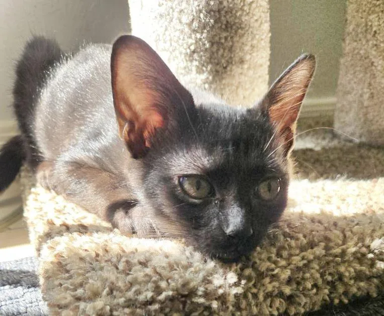 A baby small-sized female Black Domestic Short Hair cat named Lyra Nightsky for adoption in Chandler, AZ
